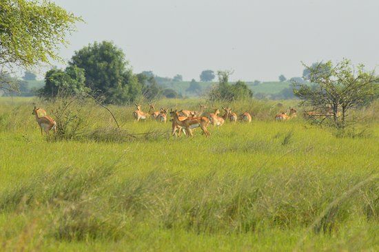 Rollapadu Wildlife Sanctuary